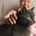 猫を可愛がると幸せな気持ちになる11の理由