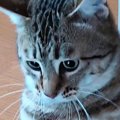 『猫が立った』と思ったら→次の瞬間……まさかの『奇跡的な光景』に15万いい…