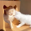 新入り子猫が『社会勉強』した結果…センパイ達の『手厚すぎる指導』が…