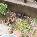 『家の敷地内で鳴いていた2匹の子猫』を保護した結果…2匹が迎えた『結末』…