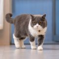 猫が『部屋の中をパトロール』する5つの理由　場合によっては病気のサ…