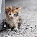猫を『外に出す』のは控えるべき理由5つ　危険なトラブルの可能性や出たが…