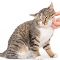 愛猫を虜にする『極上のなでなでテクニック』3選　タッチや手の動き…猫を…
