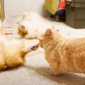 『犬が絶対起きないと思ったら…』猫の行動で判明した『まさかの真実』…