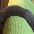 ソファに何かが引っかかっていると思ったら…ネコ？→『まさかの姿』に4…