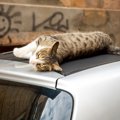 「走行中の車に屋根に猫がしがみついている！」男性が追いかけ、無事猫の…