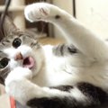 テンションのスイッチを一瞬でオフする猫ちゃん