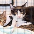 猫のピンチを救う『緊急連絡先』7選　迷子、深夜の体調不良…万が一のとき…