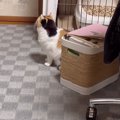 本当は一緒に寝たいのに『興味のないフリ』をする三毛猫→呼んでみると…悶…