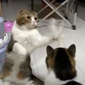 毛づくろい派！仕留める派！思い思いに猫じゃらしで遊ぶ猫ちゃん♡