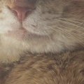 ほっぺが大きくて獣医に『病気』を疑われた元野良猫→詳しく診察すると…ま…