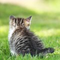 猫がピクピクする理由６つ 起きてる時、寝てる時の違い