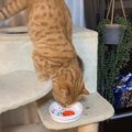 残ったごはんを狙う食いしん坊な猫ちゃん！