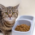 これイヤ！猫がごはんを『好き嫌い』しているサイン4つ　おいしく食べても…