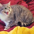 猫に『ウザい』と思われる飼い主の行動5つ！ 程よい距離感はどのくら…