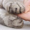 猫の爪が出たままになるのはどうして？考えられる病気とは…