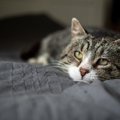 【獣医が解説】猫の加齢に気づけていますか？シニア期の見せる「変化…
