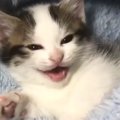 『ベッドで眠たそうにしていた子猫』→訴えるように鳴き始めて…あまり…