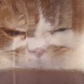 机の上に置かれた『冷たいピッチャー』に近づいてきた猫…まさかの行動に「…