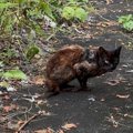 『片方の前足がない』いじめられていたボロボロの猫を保護したら…幸せを感…