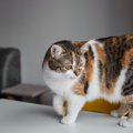 猫の『しっぽを踏んでしまう』ことで起こるリスク3つ　甘く見てはいけない…
