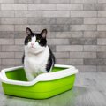 猫が『トイレを我慢』してしまう5つの原因　見過ごすと病気につながる…