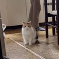 夕ご飯を楽しみに待つ猫→『できましたよ』と声をかけると…胸キュン必至の…