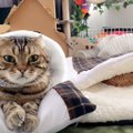 子猫に『お布団』を渡したら…まるで人間みたいに寝始める光景が尊すぎ…