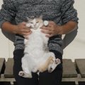 「あったかいにゃぁ♡」大好きな飼い主さんと日向ぼっこを楽しむ猫ちゃん