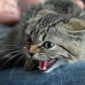 猫が『苦手な人』だけにすることとは？5つの仕草・行動