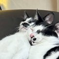 クッションの上で眠っている猫を見たら…思わず笑ってしまう『とんでもない…