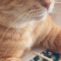 お土産の紙袋に入り込んだ猫→『目元』を見てみると…まさかの笑っちゃ…