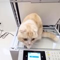 『コピー機を占領して動かない猫』そのままコピーしてみたら…まさかの…