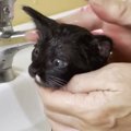 がれきの中から救われた子猫→初めての『お風呂』に入れると、お湯の色…