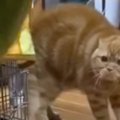 生まれて初めて『スイカ』を見たネコ…132万再生された『可愛すぎるリ…