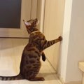 何かいるの…？一点をじーっと見つめる猫さん