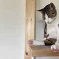 『運動音痴な猫』が起こしやすい行動3つ　事故やトラブルを防ぐための対策…