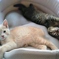 悲しみを救った2匹の子猫…運命の出会いが教えてくれたこととは？