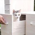 引き出しはどうかにゃ〜？猫ちゃんの厳しい最終チェック