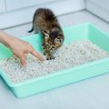 猫の『危険なおしっこ』の特徴3つ！考えられる要因と対処法