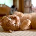 畳の上でゴロゴロしている猫が、次の瞬間…お風呂に連行されることになって…