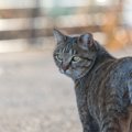 猫に「付いてきて！」と言われて辿り着く4つの場所