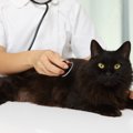いざというときのために…愛猫の『知っておくべき健康データ』5選　体…
