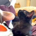 先輩猫に甘える子猫→独特な『ニオイ』に気づいて…正体を知った瞬間の…