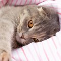 猫の『前足ちょいちょい』の意味4つ！飼い主が応えるべきタイミングも