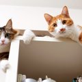 愛猫と妙に『よく目が合う』のはなぜ？4つの理由と、猫が望んでいる飼…