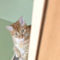 不意打ち狙いで撮りにいったら…猫のあざと可愛い『待ち伏せ』が49万7000再…