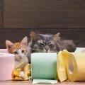 猫の下痢の色や状態別でみるお腹を下す原因