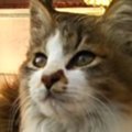 『おうちに入れて』家の前で鳴き続けるガリガリの子猫を保護…11年が経…