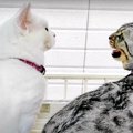 ひらひら飛ぶ蝶を眺めて楽しむ無邪気な猫さんたち！